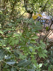 Solanum seaforthianum