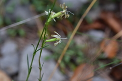 Silene reichenbachii