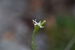 Silene reichenbachii