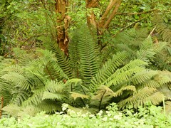 Polystichum vestitum