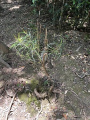 Sarcomelicope leiocarpa