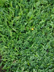 Arachis pintoi