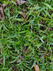 Cyperus polystachyos