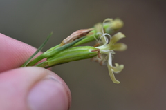 Silene reichenbachii