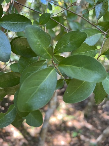 Genus Tinadendron · iNaturalist