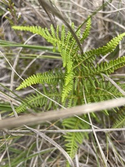 Pteridium aquilinum capense