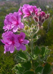 Pelargonium cucullatum cucullatum