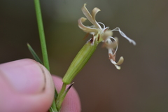Silene reichenbachii