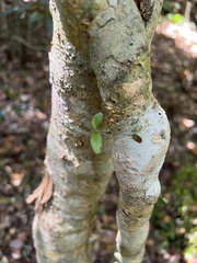 Tinadendron noumeanum