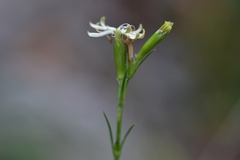 Silene reichenbachii