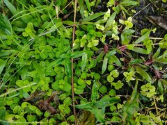 Pilea nummulariifolia