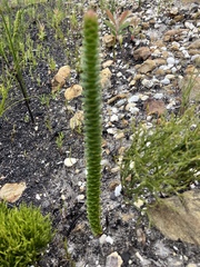 Rhigiophyllum squarrosum