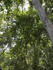 Tinadendron noumeanum