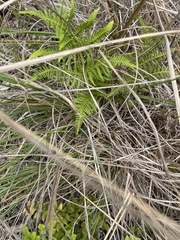 Pteridium aquilinum capense