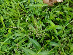 Eragrostis unioloides