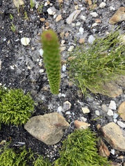 Rhigiophyllum squarrosum