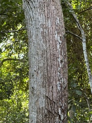 Planchonella cinerea