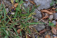 Silene reichenbachii