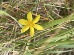 Hypoxis