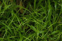 Rhynchospora radicans