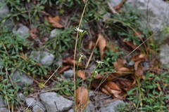 Silene reichenbachii