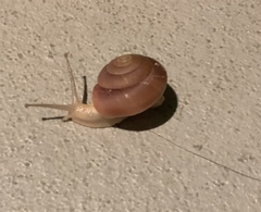 Quantula striata