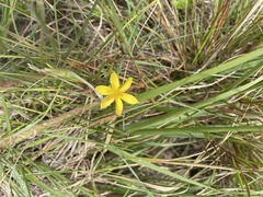 Hypoxis