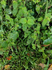 Miconia crenata