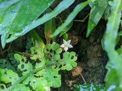 Zehneria japonica