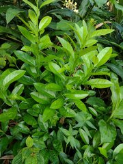 Citrus
