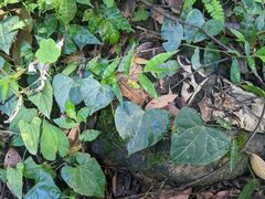 Zehneria japonica