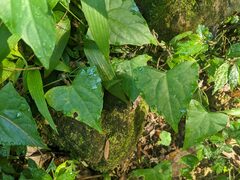 Zehneria japonica