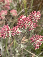Helichrysum spiralepis