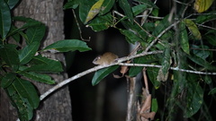 Melomys