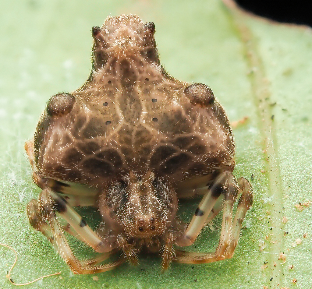 Ordgarius liyuanba