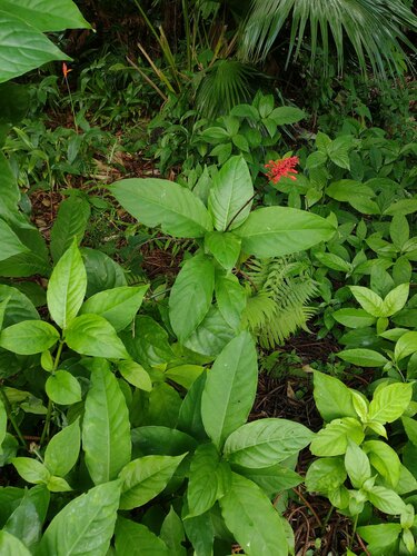 Odontonema cuspidatum observed 2022-10-23