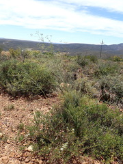 Anginon swellendamense