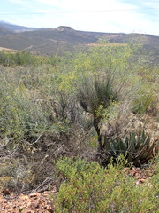 Anginon swellendamense