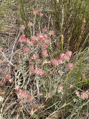 Helichrysum spiralepis
