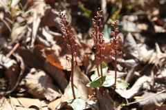 Neottia bifolia