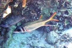 Neoniphon sammara