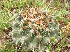 Coryphantha ottonis