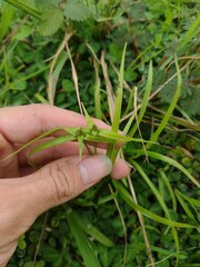 Rhynchospora radicans