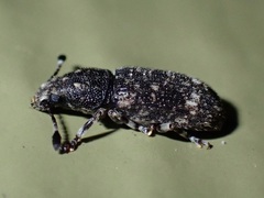 Eucorynus crassicornis
