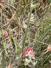 Helichrysum spiralepis