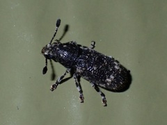 Eucorynus crassicornis