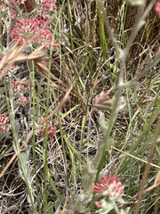 Helichrysum spiralepis