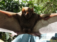 Artibeus lituratus