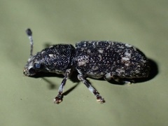 Eucorynus crassicornis