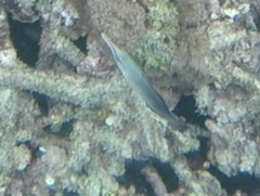Gomphosus caeruleus